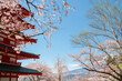 Arakurayama Sengen Park Chureito Pagoda and Fuji Mountain with cherry blossoms in Yamanashi, Japan