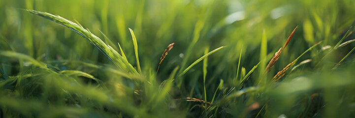 Aerial Serenity: Vast Green Meadow from Above. 3:1 Banners and Nature-themed Backgrounds, Perfect for Showcasing Aerial Perspectives