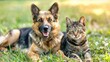 German shepherd dog and cat lying together on green grass in summer day