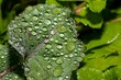 Fresh green grass leaf with dew drops, close-up