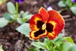 Freshly planted bushes of fire-range viola in the park on the lawn in the ground, close-up