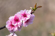 Pink Terry Dwarf Nectarine Flowers