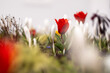 Rote Tulpen im Frühling