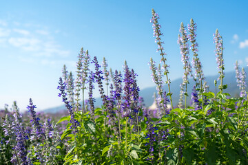 Beautiful detail of scented purple lavender flowers field and purple for get me not flowers background in the garden