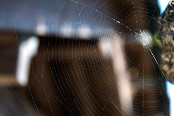 spider web in a rural house