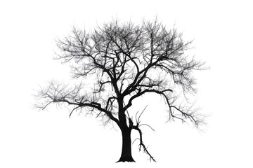 Poster - A minimalist black and white photo of a solitary bare tree. Suitable for nature or abstract concepts