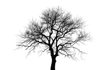 Aufkleber - A stark black and white image of a solitary bare tree. Suitable for minimalist designs