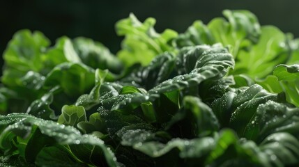 Poster - Detailed view of a leafy plant with water droplets, suitable for nature themes