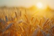 © Fotograf - A picturesque wheat field at sunset. Suitable for agriculture or nature concepts