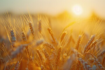 Aufkleber - A picturesque wheat field at sunset. Suitable for agriculture or nature concepts