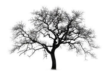 Poster - A stark image of a solitary tree. Suitable for nature-themed projects