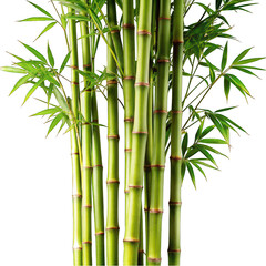 bamboo on white background with leaves, tree in nature, zen japanese garden illustration – vector tr