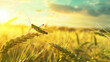 Grasshopper _on a wheat field