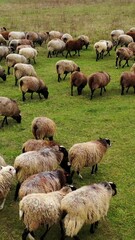 Wall Mural - Herd of sheep walk on field. Group of nice domestic animals on pasture. Fluffy well-groomed sheep returning to farm from grazing. Vertical video.