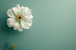 White flower on solid green background with copy space.