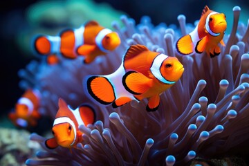 Wall Mural - A school of clownfish in a colorful coral reef. cute anemone fish playing on the coral reef, just like in Finding Nemo Ai generated