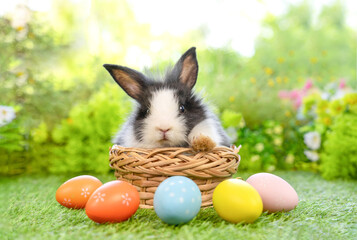 Wall Mural - young fluffy bunny in a basket with easter eggs on nature background,concept for easter celebration