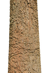 Fototapete - big brown tree trunk isolated on white background.Selection focus.