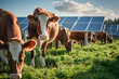 © john - Sustainable energy and agriculture concept with cows grazing between solar panels