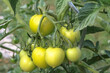 Grüne Tomaten am Strauch, Solanum lycopersicum, Solanaceae, pomodoro