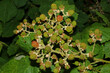Unreife Früchte der Brombeere, Brombeerfrüchte, Rubus sectio Rubus