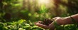 Panorama of small trees planted in hands. The sun shines among the green trees. Green world and earth day concept, green concept, environment day,There is space for writing banner messages.