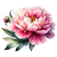 Wall Mural - Watercolor realistic drawing of pink peony flower isolated on transparent background. Close-up, cut out.