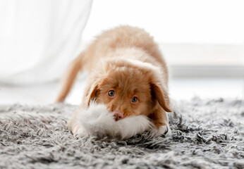 Wall Mural - Puppy Nova Scotia Retriever Plays With Fluffy Toy In Bright Room