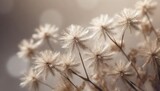 Fototapeta Dmuchawce - little star shape dry flowers fluffy branch on light background in brown vintage tone vertical macro