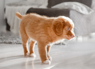 Wall Mural - Bright Toy Duck Entertains Toller Puppy In Room, A Nova Scotia Duck Tolling Retriever