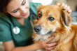 A female veterinarian in a green scrubs is treating a dog in the clinic, examining the pet's health condition.
