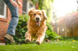 An exuberant golden retriever running towards the camera with a playful leap in a sunny backyard, evoking feelings of joy and playfulness.
