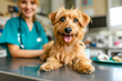A joyful brown dog lies on the examination table at a veterinary clinic, post-treatment, with a blurred veterinarian in the background.