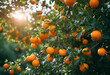 Oranges sur un oranger