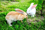 Fototapeta  - cute rabbits on the green grass