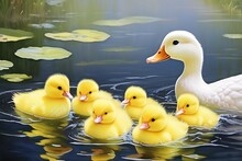 A Mother Duck Swimming In A Pond With Six Fluffy Yellow Ducklings