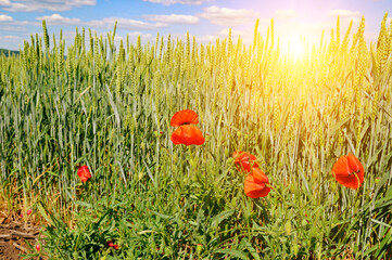 Wall Mural - Green wheat field, and scarlet poppies and sunrise