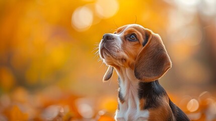 Wall Mural - curious beagle puppy exploring outdoors, first adventures, AI Generative