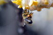 Biene an einem Japanischen Papierbusch