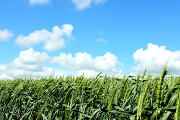 Wall Mural - Wheat field and blue sky with clouds