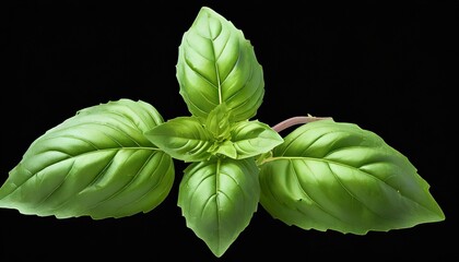 Wall Mural - seasoning herb fresh leaves basil isolated on transperent background png