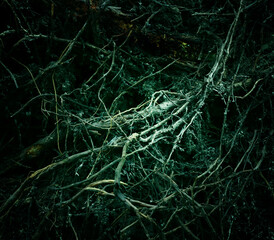 Wall Mural - Abstract image of tree roots