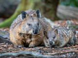 Fototapeta Zwierzęta - A numbat mother and her cub exploring their natural bushland habitat.