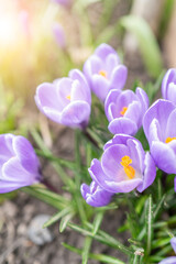 Wall Mural - Close-up of vibrant purple crocuses in bloom with soft sunlight filtering through, signaling the arrival of spring.