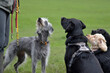 A group of well behaved dogs are sitting together focusing on their dog handler waiting for a food reward - Dog walking, Pet Sitting, Day Care, Puppy School