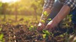 Hands nurturing a young plant in fertile soil under sunlight