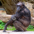 West African chimpanzee (Pan troglodytes verus) sitting in the grass. Blurred background. Selective focus.