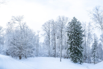 Wall Mural - Beautiful winter landscape with snow covered trees in the forest. Christmas background.