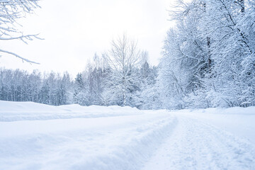 Wall Mural - Beautiful winter landscape with snow covered trees in the forest. Christmas background.