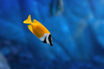 Wall Mural - Foxface Rabbitfish (Siganus vulpinus) - Marine Fish